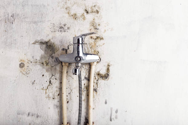 Best Mold Removal Near Me  in Waltham, MA