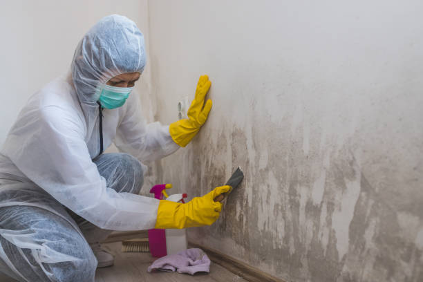 Best Home Mold Removal  in Waltham, MA