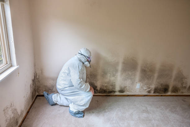 Home Mold Removal in Waltham, MA