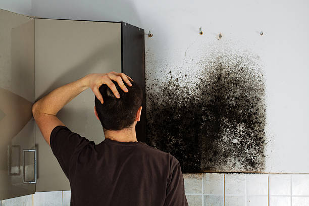 Best Certified Mold Removal  in Waltham, MA