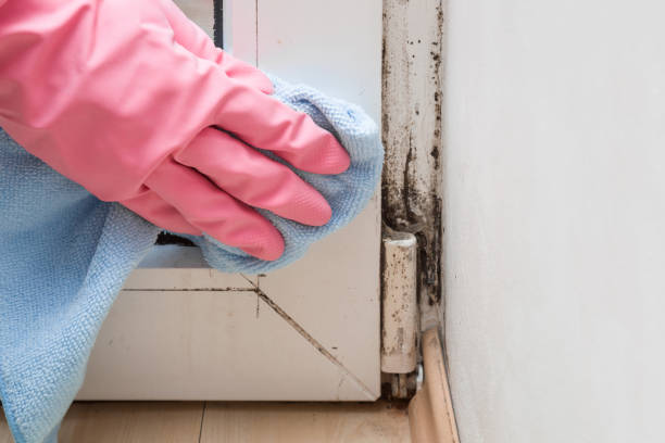 Best Attic Mold Removal  in Waltham, MA