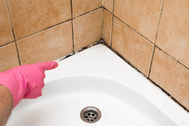 Best Mold Remediation Services  in Waltham, MA