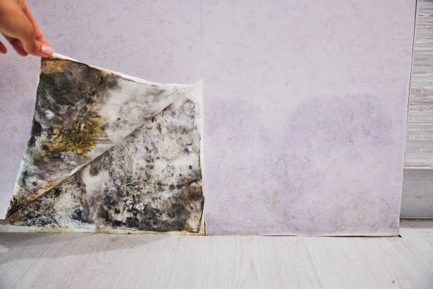 Best Residential Mold Removal  in Waltham, MA